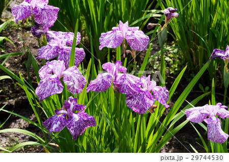菖蒲園 29744530