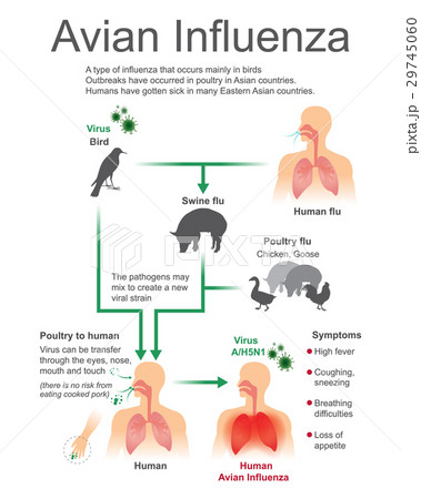 Avian Influenza.Virus Bird, Vector, Illustration. 29745060