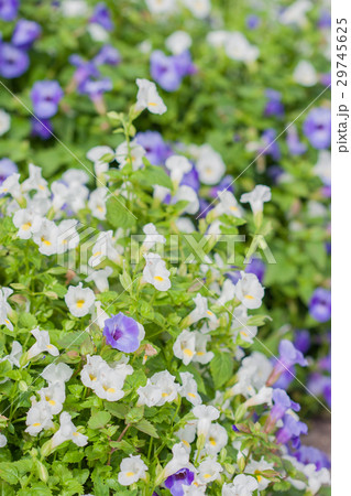 Torenia or Wishbone flower. 29745625