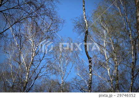 Birch grove sky 29746352