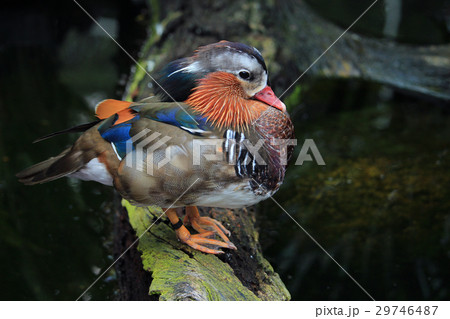 Beautiful Mandarin duck resting near the water 29746487