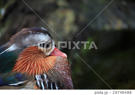 Beautiful Mandarin duck resting near the water 29746488