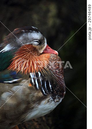 Beautiful Mandarin duck resting near the wate 29746489