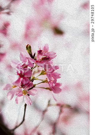 桜 さくら サクラ 29748105