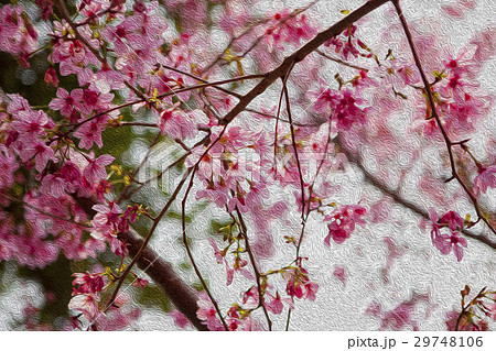 桜 さくら サクラ 29748106