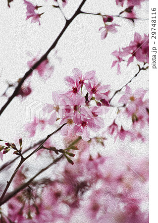桜 さくら サクラ 29748116