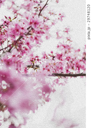 桜 さくら サクラ 29748120
