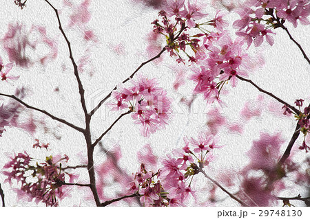 桜 さくら サクラ 29748130
