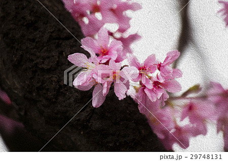桜 さくら サクラ 29748131