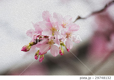 桜 さくら サクラ 29748132