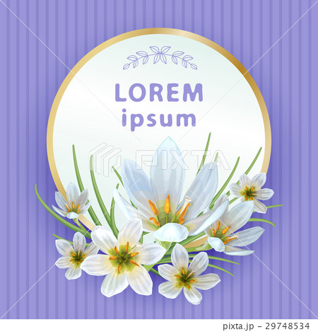 Zephyranthes spring 29748534