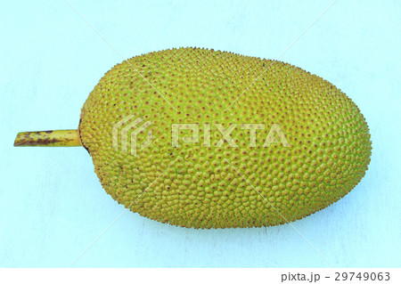Giant Jackfruit 29749063
