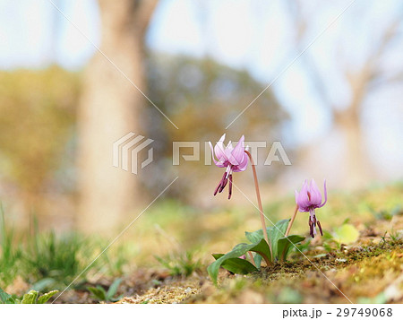 臼木山のカタクリ 29749068