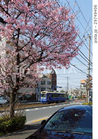 都電通りを行き来するチンチン電車と満開の桜 29749406