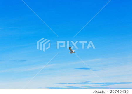 ブルターニュ地方の港町ロスコフ上空の青い空とカモメ ブルターニュ地方の港町ロスコフ上空の青い空とカモメ 29749456