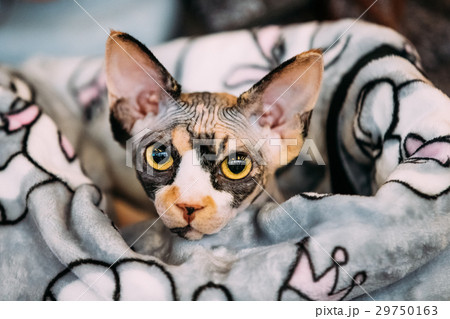 Hairess Sphynx Cat Kitten Snugly Wrapped In A 29750163