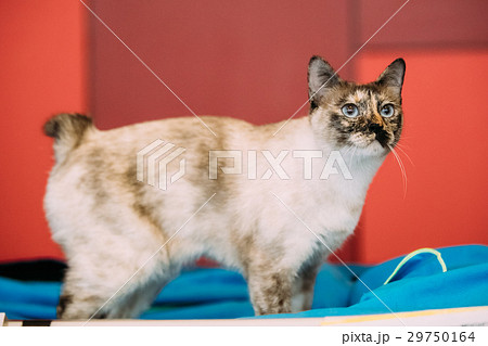 Mekong Bobtail Cat Kitten Indoor 29750164