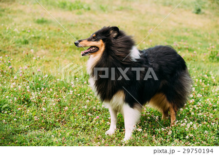 Tricolor Rough Collie, Scottish Collie, Long 29750194