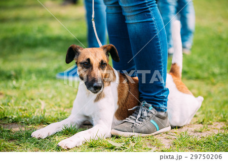 Close Up Of Smooth Fox Terrier Dog Sitting Near Close Up Of Smooth Fox Terrier Dog Sitting Near 29750206