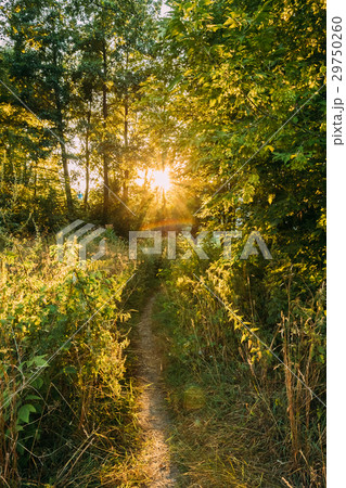 Summer Landscape With Forest Path Going Ahead To 29750260