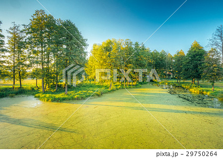 Scenic View Of Summer Sunny Forest Woods And Wild 29750264