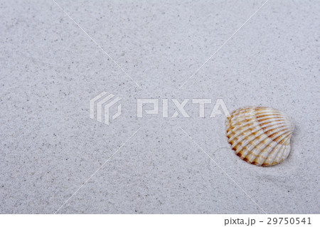 Sea shell on a grey sand Sea shell on a grey sand 29750541