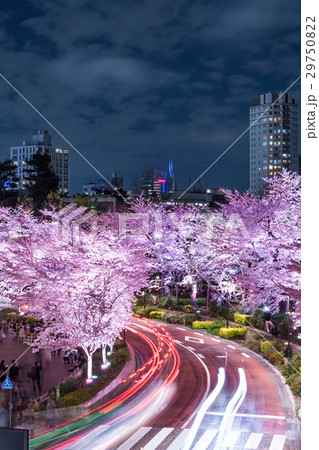 日本の春　東京の都市風景[東京ミッドタウンの夜桜] 29750822