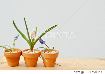 ムスカリの鉢植え 29750944