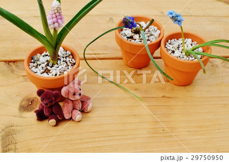 ムスカリの鉢植えとテディベア 29750950