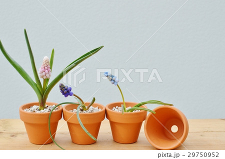 ムスカリの鉢植え ムスカリの鉢植え 29750952