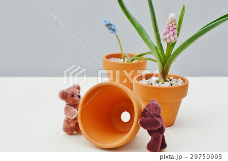 ムスカリの鉢植えとテディベア ムスカリの鉢植えとテディベア 29750993
