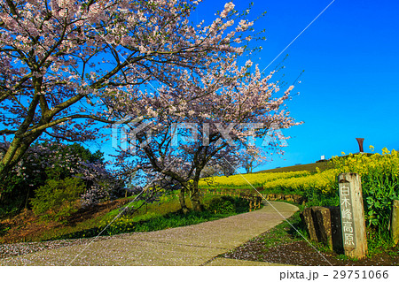 白木峰高原　菜の花と桜 29751066