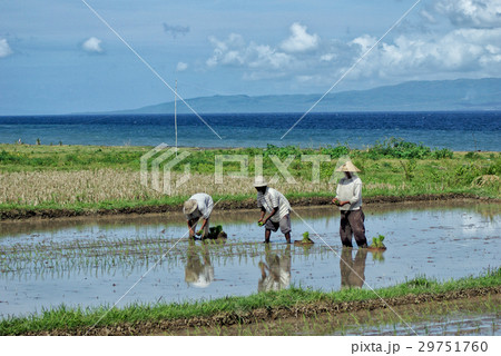 バリ島の農業 バリ島の農業 29751760