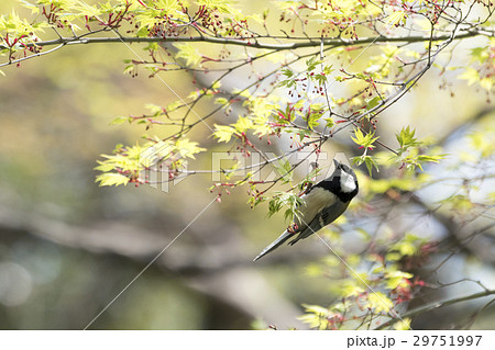 シジュウカラ 29751997