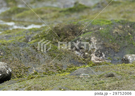 タヒバリ 29752006