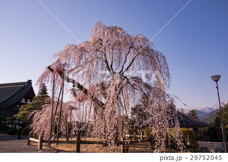 山梨 身延山久遠寺 境内のしだれ桜 山梨 身延山久遠寺 境内のしだれ桜 29752045