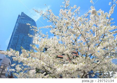 桜と虎の門ヒルズタワー　 29752134