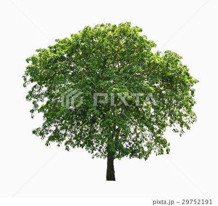 big tree isolate on white backgrouns 29752191