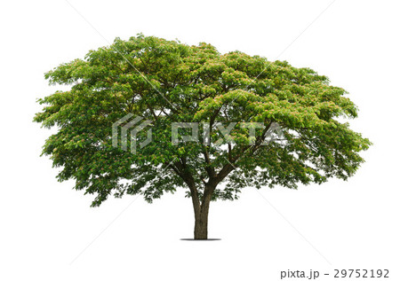 Trees isolated on white background Trees isolated on white background 29752192