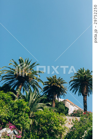 Palm tree. Date tree in Montenegro. Palm tree. Date tree in Montenegro. 29752250