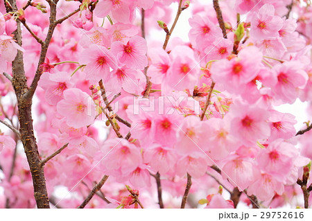 暖かな春の日・満開の陽光桜1 暖かな春の日・満開の陽光桜1 29752616