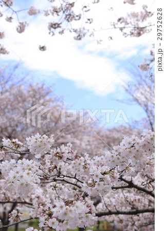 ソメイヨシノ 29752628