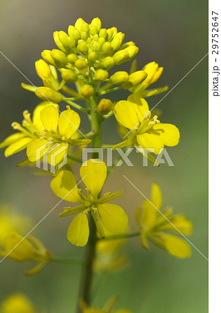 自然 植物 セイヨウカラシナ 大きな群落を作り春に黄色い花を一面に咲かせます 菜の花 のひとつの写真素材