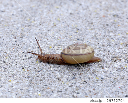 カタツムリ カタツムリ 29752704