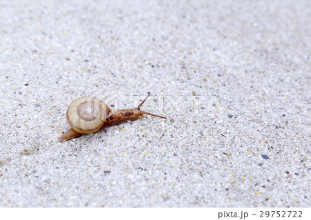 カタツムリ 29752722