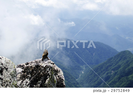 高山帯のイワヒバリ 高山帯のイワヒバリ 29752849