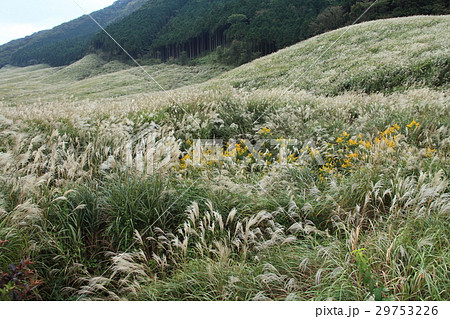 箱根仙石原のススキ 29753226