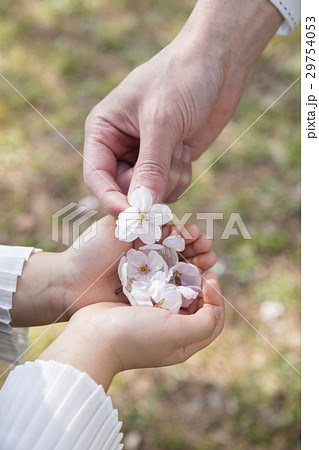 桜の花びら拾いをする親子 桜の花びら拾いをする親子 29754053
