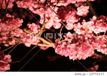 ライトアップされている桜 29754157