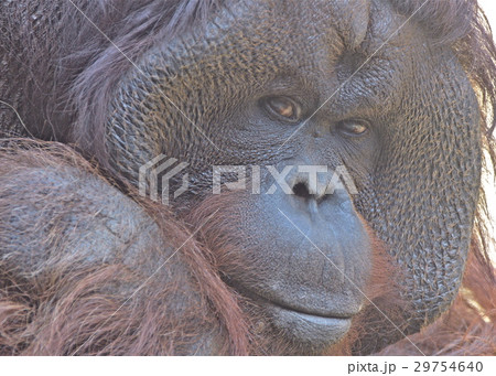 ボルネオ島の類人猿 29754640